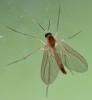 Diadocidia ferruginosa